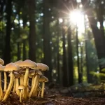 Choosing Mushrooms – How to Choose the Best Mushrooms