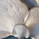 Mushroom Growing On Top of Another Mushroom